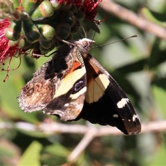 Vanessa itea at Higgins, ACT - 7 Nov 2015 03:56 PM