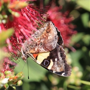 Vanessa itea at Higgins, ACT - 7 Nov 2015 03:56 PM