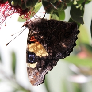 Vanessa itea at Higgins, ACT - 7 Nov 2015 03:56 PM