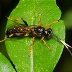 Ichneumonidae (family) (Unidentified ichneumon wasp) at Downer, ACT - 17 Jan 2025 by RobertD