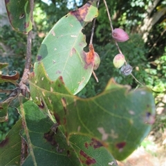 Terminalia muelleri at Newell, QLD - 12 Jun 2018 by JasonPStewartNMsnc2016