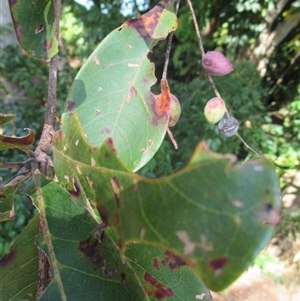 Terminalia muelleri at Newell, QLD - 12 Jun 2018 01:44 PM