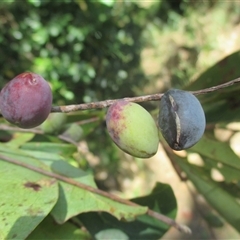 Terminalia muelleri at Newell, QLD - 12 Jun 2018 01:44 PM