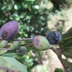 Terminalia muelleri at Newell, QLD - 12 Jun 2018 01:44 PM