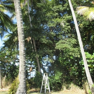 Terminalia muelleri at Newell, QLD - 12 Jun 2018 01:44 PM