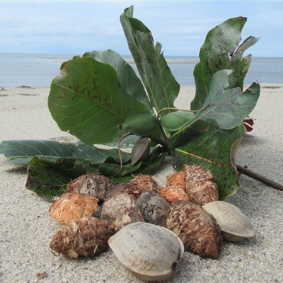 Terminalia catappa (beach almond, indian almond) at Newell, QLD - 15 Jun 2018 by JasonPStewartNMsnc2016