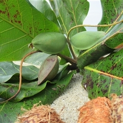 Terminalia catappa at Newell, QLD - 15 Jun 2018