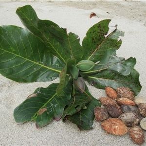 Terminalia catappa at Newell, QLD - 15 Jun 2018