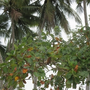 Terminalia arenicola at Newell, QLD - 15 Jun 2018