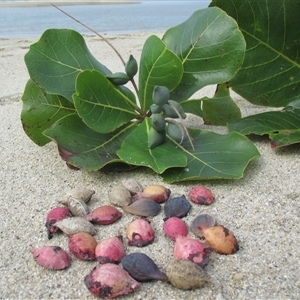 Terminalia arenicola at Newell, QLD - 15 Jun 2018