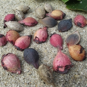 Terminalia arenicola at Newell, QLD - 15 Jun 2018 01:26 PM