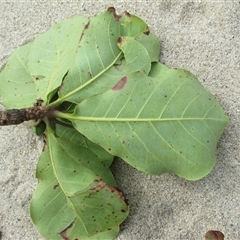 Terminalia arenicola at Newell, QLD - 15 Jun 2018 01:26 PM