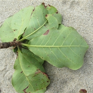 Terminalia arenicola at Newell, QLD - 15 Jun 2018