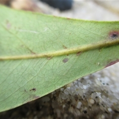 Terminalia muelleri at Newell, QLD - 16 Jun 2018 03:09 AM