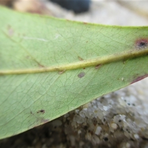 Terminalia muelleri at Newell, QLD - 16 Jun 2018 03:09 AM