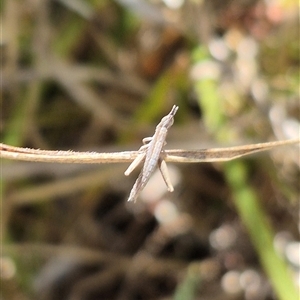 Keyacris scurra (Key's Matchstick Grasshopper) at Tarago, NSW by clarehoneydove