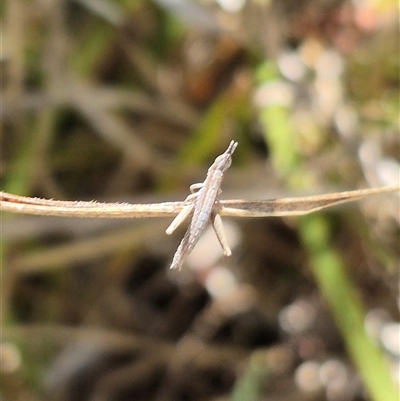 Keyacris scurra (Key's Matchstick Grasshopper) at Tarago, NSW - 17 Jan 2025 by clarehoneydove