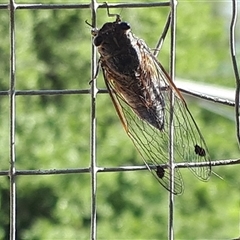 Galanga labeculata (Double-spotted cicada) at O'Connor, ACT - 14 Jan 2025 by JARS