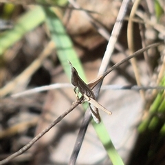 Keyacris scurra (Key's Matchstick Grasshopper) at Lake George, NSW - 17 Jan 2025 by clarehoneydove