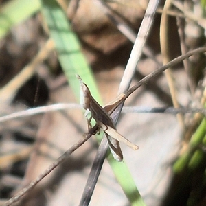 Keyacris scurra at Lake George, NSW - 17 Jan 2025 09:59 AM