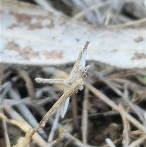 Keyacris scurra at Lake George, NSW - 17 Jan 2025 09:59 AM