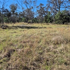 Keyacris scurra at Lake George, NSW - 17 Jan 2025