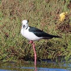 Himantopus leucocephalus (Pied Stilt) at Banksia Beach, QLD - 17 Jan 2025 by lbradley