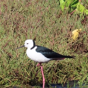 Himantopus leucocephalus at Banksia Beach, QLD - 17 Jan 2025 08:51 AM