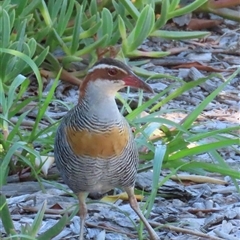 Gallirallus philippensis (Buff-banded Rail) at Banksia Beach, QLD - 17 Jan 2025 by lbradley