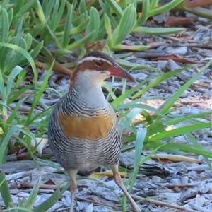 Gallirallus philippensis at Banksia Beach, QLD - 17 Jan 2025 08:33 AM
