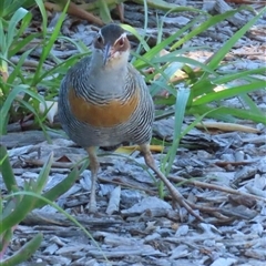 Gallirallus philippensis at Banksia Beach, QLD - 17 Jan 2025 08:33 AM