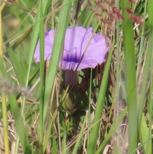 Ipomoea cairica at Banksia Beach, QLD by lbradley