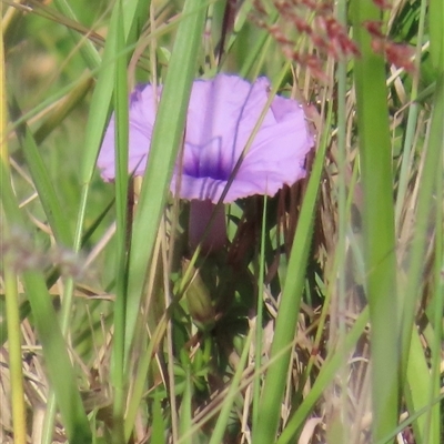 Ipomoea cairica at Banksia Beach, QLD - 17 Jan 2025 by lbradley