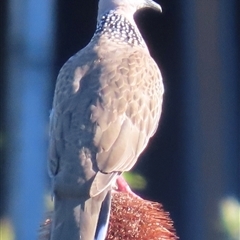 Spilopelia chinensis (Spotted Dove) at Banksia Beach, QLD - 17 Jan 2025 by lbradley