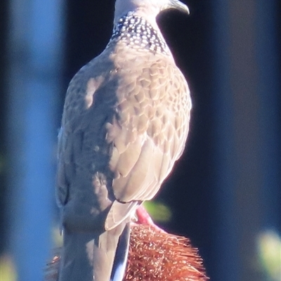 Spilopelia chinensis (Spotted Dove) at Banksia Beach, QLD - 17 Jan 2025 by lbradley