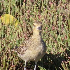 Pluvialis fulva (Pacific Golden Plover) at Banksia Beach, QLD - 17 Jan 2025 by lbradley