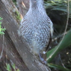 Anthochaera chrysoptera at Banksia Beach, QLD - 16 Jan 2025 by lbradley