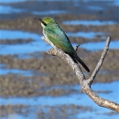 Merops ornatus (Rainbow Bee-eater) at Banksia Beach, QLD - 17 Jan 2025 by lbradley