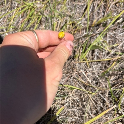 Leptorhynchos squamatus (Scaly Buttons) at Throsby, ACT - 17 Jan 2025 by RangerRiley