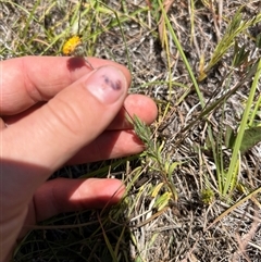 Leptorhynchos squamatus at Throsby, ACT - 17 Jan 2025 01:56 PM