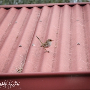 Malurus cyaneus (Superb Fairywren) at Kandos, NSW by aussiejai