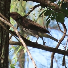 Sphecotheres vieilloti (Australasian Figbird) at Banksia Beach, QLD - 17 Jan 2025 by lbradley