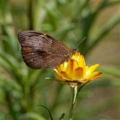 Unidentified Insect at Acton, ACT - 12 Jan 2025 by regeraghty