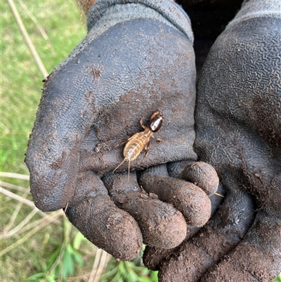 Gryllotalpa nitidula (Mole Cricket) at Brownlow Hill, NSW - 14 Jan 2025 by caitlinharnett