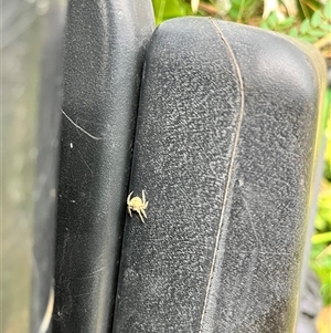 Dolophones sp. (genus) at Brownlow Hill, NSW - 14 Jan 2025 11:09 AM