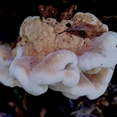 Unidentified Other fungi on wood at Kianga, NSW - 17 Jan 2025 by Teresa