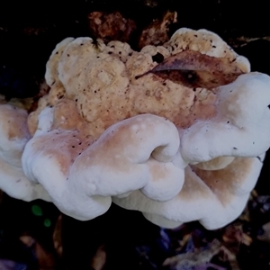 Unidentified Other fungi on wood at Kianga, NSW by Teresa