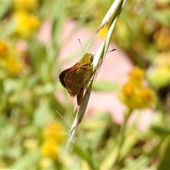 Ocybadistes walkeri (Green Grass-dart) at Aranda, ACT - 17 Jan 2025 by KMcCue