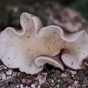 Unidentified Cap, gills below, no stem & usually on wood [stemless mushrooms & the like] at Kianga, NSW by Teresa