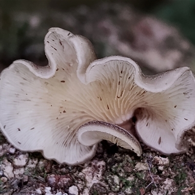 Unverified Cap, gills below, no stem & usually on wood [stemless mushrooms & the like] at Kianga, NSW - 17 Jan 2025 by Teresa